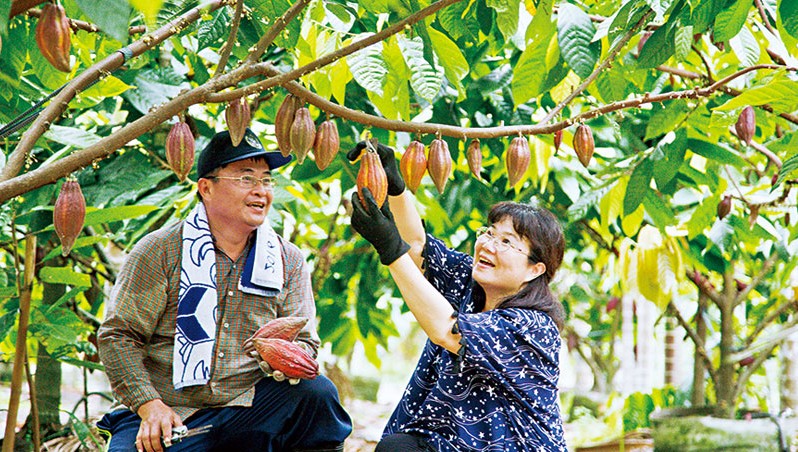 1111進修網 商業周刊 種植可可樹的奇幻旅程