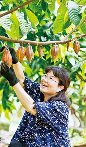 種植可可樹的奇幻旅程