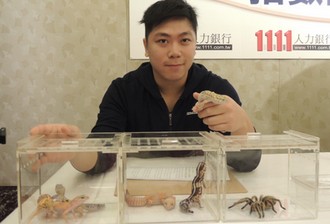 每天工作13小時以上 設計師養70隻爬蟲動物療癒心靈