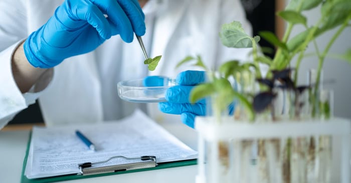 植物診療師法三讀通過 114年將首次辦理考試